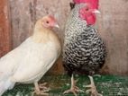 OEG Bantam Chicken