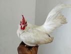 Oeg Bantam Chicken