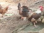 Bantam Chicken