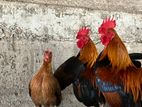 Oeg Bantam