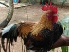 o.e.g bantam