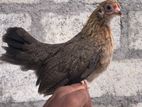 OEG Bantam
