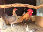 OEG Bantam Hens