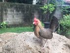 oeg bantam