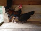 Bantam Chicken