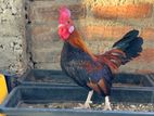 OEG Bantam