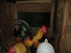 Oeg Bantam Rooster