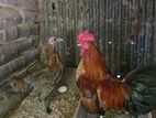 Oeg Bantam