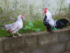 OEG Bantam Hens