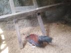 OEG Bantam