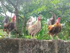 OEG Bantam Kukullu
