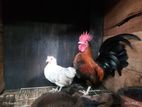 Bantam Chickens