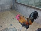 OEG Bantam Roosters