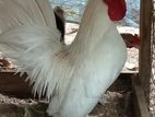 o.e.g bantam two males