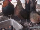 Bantam Chickens