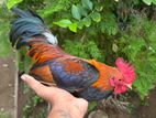 Oeg bb red bantam chicken