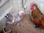 OEG Bantam Chickens