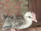 OEG Benton Chicks