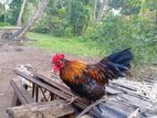 Bantam Rooster