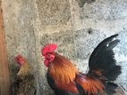 OEG Chicken