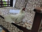 OEG Chicken White Pair