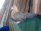OEG Chicks
