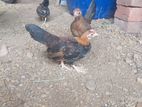 OEG chicks