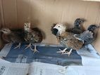 OEG Chicken