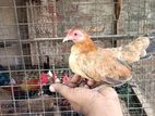 Farm Chicks