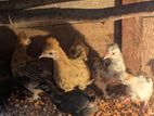 Bantam පැටව්න්