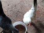 OEG Chicken