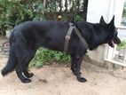 German Shepherd Dog for Kind Home