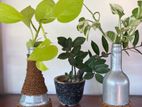 Desk Greenery- Eco Friendly Planters