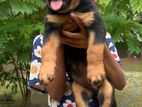 Rottweiler Puppy