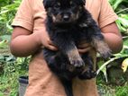 Rottweiler Puppy