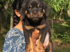 Rottweiler Puppies