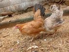 Farm Chickens