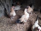 og කුකුළන් සහ කිකිළියන්