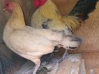 OGE Bantam