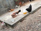 Bantam Chickens
