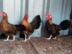OGE BB Red Bantam