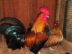 Bantam Chickens