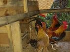 Bantam Chicken