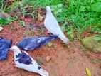 ඔක්කොම විකිනීමට
