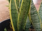 ඔක්සිජන් පැල