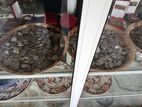 Old Coins