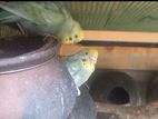 Olive Reinbow Love Birds