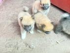 Pomeranian Puppy