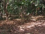 One Acre Land Facing Kandalama Rd Dambulla