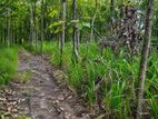 One Acre Mature Teak Land for Sale in Dambulla